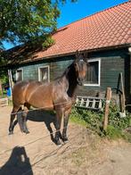 2 paarden opzoek naar verzorger, Ophalen of Verzenden