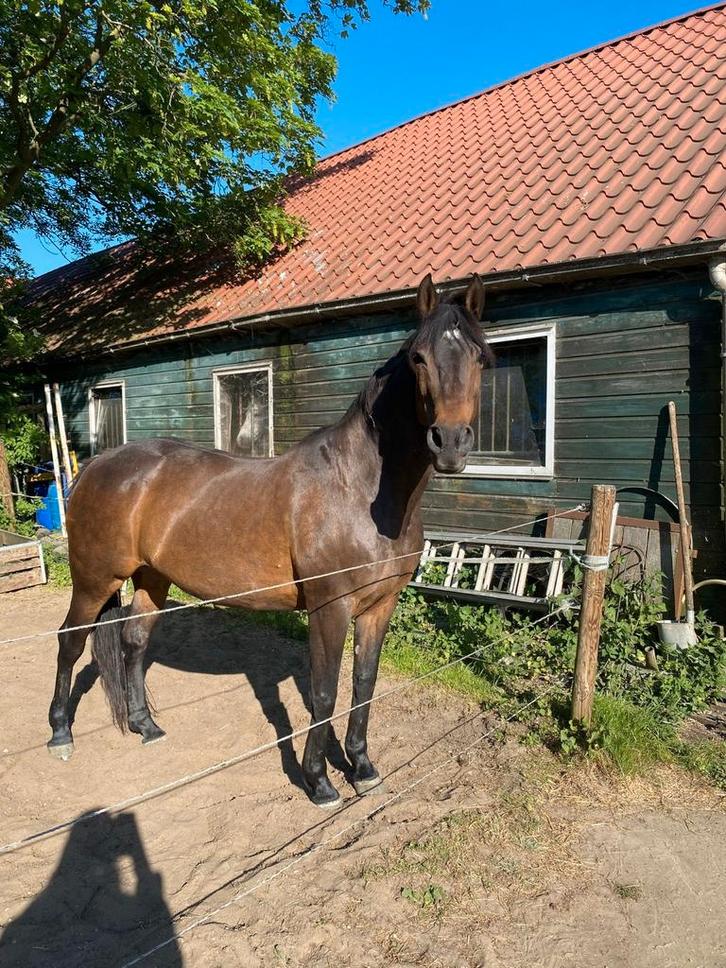 2 paarden opzoek naar verzorger wordt bijdrage gevraagd, Dieren en Toebehoren, Paarden en Pony's | Dekens en Dekjes, Ophalen of Verzenden