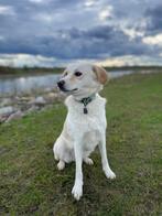 Vrolijke lieve dame zoekt een liefdevol nieuw thuis, Dieren en Toebehoren, Honden | Niet-rashonden, Particulier, Rabiës (hondsdolheid)