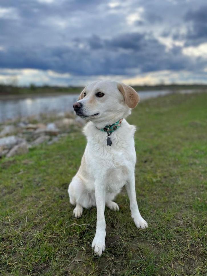 Vrolijke lieve dame zoekt een liefdevol nieuw thuis, Dieren en Toebehoren, Honden | Niet-rashonden, Middel, Teef, Particulier