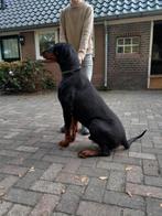 Dobermann dekreu ter dekking, Rabiës (hondsdolheid), Reu, 1 tot 2 jaar, Eén hond