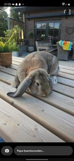 Mooie Franse hangoor ram ter dekking, Mannelijk, Groot, Hangoor
