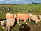 Overjarige Noordhollander dekrammen, Dieren en Toebehoren, Schapen, Geiten en Varkens, Mannelijk, Schaap, 0 tot 2 jaar
