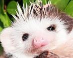 Algerian Hedgehog/Algerijnse Egel/Witbuikegel/Egel, Dieren en Toebehoren, Overige Dieren, Mei, Mannelijk