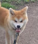 Prachtige Akita Inu!, Dieren en Toebehoren, 15 weken tot 1 jaar, Teef, Eén hond, Nederland