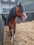 Knappe Welsh A merrie, Dieren en Toebehoren, Pony's, Merrie, 0 tot 2 jaar, A pony (tot 1.17m), Recreatiepony