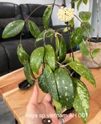 Hoya sp vietnam AH 001, Overige soorten, In pot, Minder dan 100 cm, Bloeiende kamerplant