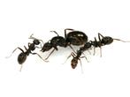 Formica fusca kolonie 1q met 150+ werksters, Dieren en Toebehoren, Insecten en Spinnen, Mieren