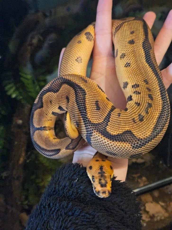 Koningspython- python regius- ballpython, Dieren en Toebehoren, Reptielen en Amfibieën, Slang, 0 tot 2 jaar