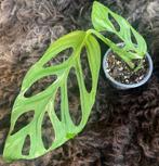 Monstera Adansonii Indonesian Marble #2, Huis en Inrichting, Kamerplanten, Overige soorten, Minder dan 100 cm, Groene kamerplant