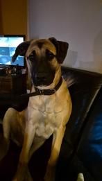 Gouden mandje gezocht voor wolf, Dieren en Toebehoren, Honden | Bulldogs, Pinschers en Molossers, Reu, 1 tot 2 jaar, Parvo, Bulldog