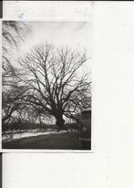 Loosduinen Ingang Oud-Rozenburg Foto 1963, Verzamelen, Ansichtkaarten | Nederland, Verzenden, 1960 tot 1980, Ongelopen, Zuid-Holland