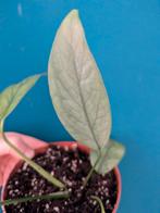 Epipremnum Pinnatum Cebu Blue plant, Ophalen of Verzenden, Halfschaduw, Minder dan 100 cm