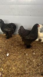 grote brahma hennen, Dieren en Toebehoren, Pluimvee, Vrouwelijk, Kip