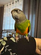 Te koop Poicephalus senegalus bonte boer, Mannelijk, Papegaai