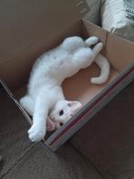 Lieve speelse kitten, Dieren en Toebehoren, Katten en Kittens | Overige Katten, Poes, Kortharig, 0 tot 2 jaar