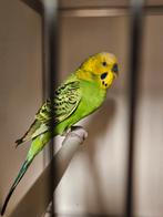 Grasparkieten, Meerdere dieren, Parkiet, Geringd