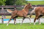 Stoer merrie veulen Welsh x Duitse rijpony, Dieren en Toebehoren, Pony's, Merrie, Niet van toepassing, Springpony, 0 tot 2 jaar