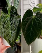 Anthurium (AOS x Forgetii) X (Papi x Cryst) seeds, Huis en Inrichting, Kamerplanten, Ophalen of Verzenden, Halfschaduw, Minder dan 100 cm