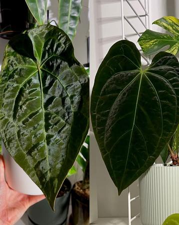 Anthurium (AOS x Forgetii) X (Papi x Cryst) seeds beschikbaar voor biedingen