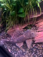 Borstelneus algeneter volwassen 12/13cm, Vis, Zoetwatervis