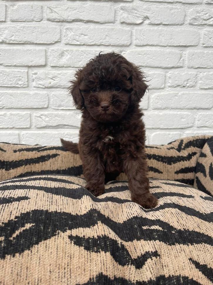 Maltipoo choco pups nog 1 teefje, Dieren en Toebehoren, Honden | Chihuahua's en Gezelschapshonden, Meerdere dieren, Overige rassen