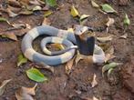 0.1 Naja Annulifera - snouted cobra, Dieren en Toebehoren, Slang