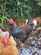 Raszuivere jonge Barnevelder haan, Dieren en Toebehoren, Pluimvee, Mannelijk, Kip