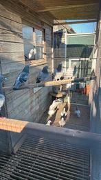 20 jonge duiven, Dieren en Toebehoren, Vogels | Kanaries, Meerdere dieren, Kleurkanarie