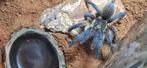 Harpactira pulchripes met ingericht terrarium, Spin of Schorpioen
