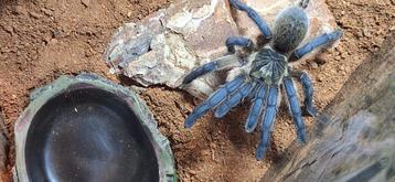 Harpactira pulchripes met ingericht terrarium beschikbaar voor biedingen