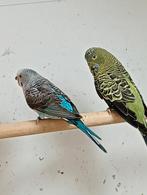 Koppel bf/bw x bw/bf grasparkieten, Meerdere dieren, Parkiet