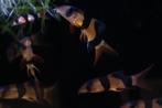 clown botia, Dieren en Toebehoren, Vis, Zoetwatervis