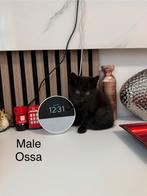 Ragdoal cat, Dieren en Toebehoren, Katten en Kittens | Raskatten | Langhaar, Poes