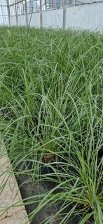 Pennisetum hämeln potmaat 17cm, Tuin en Terras, Planten | Tuinplanten, Ophalen, Zomer, Overige soorten, Volle zon