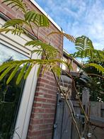Grote Perzische slaapboom Albizia rose, Tuin en Terras, Overige soorten, 100 tot 250 cm, Zomer, Ophalen