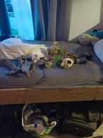 aquarium spullen, Ophalen, Plant(en), Steen of Hout