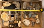 Diverse verzameling fossielen en mineralen, Ophalen of Verzenden, Fossiel