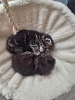 Half Britse Korthaar kittens super lief & speels, Dieren en Toebehoren, Katten en Kittens | Raskatten | Korthaar