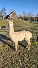 Alpaca Hengst Wall-E, white, braaf en AAB geregistreerd., Juli, Mannelijk