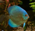 Discus cobalt, Vis