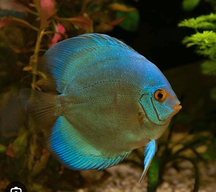 Discus cobalt, Dieren en Toebehoren, Vissen | Aquariumvissen, Vis