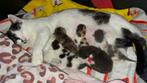 5 kitten ‘s geboren op 21-08-2025 te reserveren, Dieren en Toebehoren, Katten en Kittens | Overige Katten, Geslacht onbekend, Kortharig