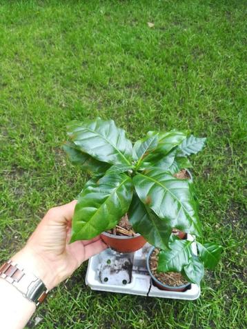 Koffie planten beschikbaar voor biedingen