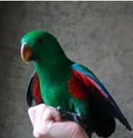 Edelpapegaai man 1 jaar , handtam lieve papegaai, Dieren en Toebehoren, Vogels | Parkieten en Papegaaien, Mannelijk, Papegaai