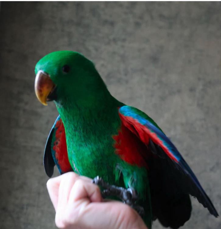 Edelpapegaai man 1 jaar , handtam lieve papegaai, Dieren en Toebehoren, Vogels | Parkieten en Papegaaien, Papegaai, Mannelijk