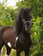 AMHA NMPRS 4 jarige hengst -  zwart bont - Zadelmak!, Dieren en Toebehoren, Pony's, Gechipt, A pony (tot 1.17m), 3 tot 6 jaar