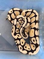 Volwassen Desert Ghost koningspython man, Dieren en Toebehoren, Reptielen en Amfibieën, Slang, 3 tot 6 jaar