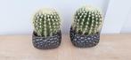 Set van 2 grote ronde bol cactussen cactus plant, Huis en Inrichting, Kamerplanten, Ophalen, Cactus, Minder dan 100 cm