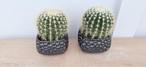 Set van 2 grote ronde bol cactussen cactus plant, Huis en Inrichting, Kamerplanten, Cactus, Minder dan 100 cm, Ophalen